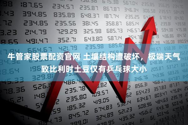 牛管家股票配资官网 土壤结构遭破坏，极端天气致比利时土豆仅有乒乓球大小